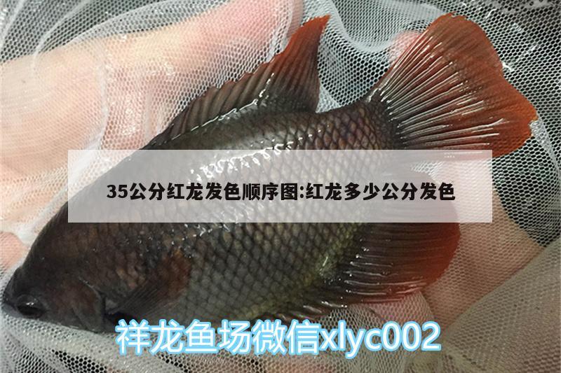 35公分红龙发色顺序图:红龙多少公分发色