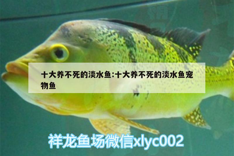 十大养不死的淡水鱼:十大养不死的淡水鱼宠物鱼 锦鲤池鱼池建设