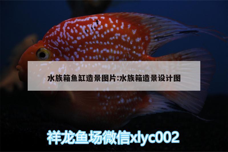 水族箱鱼缸造景图片:水族箱造景设计图