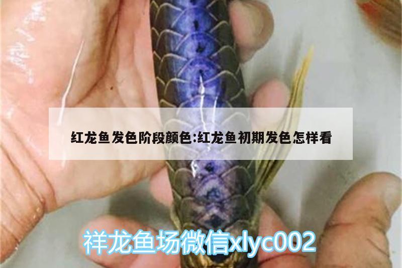 红龙鱼发色阶段颜色:红龙鱼初期发色怎样看 虎鱼百科