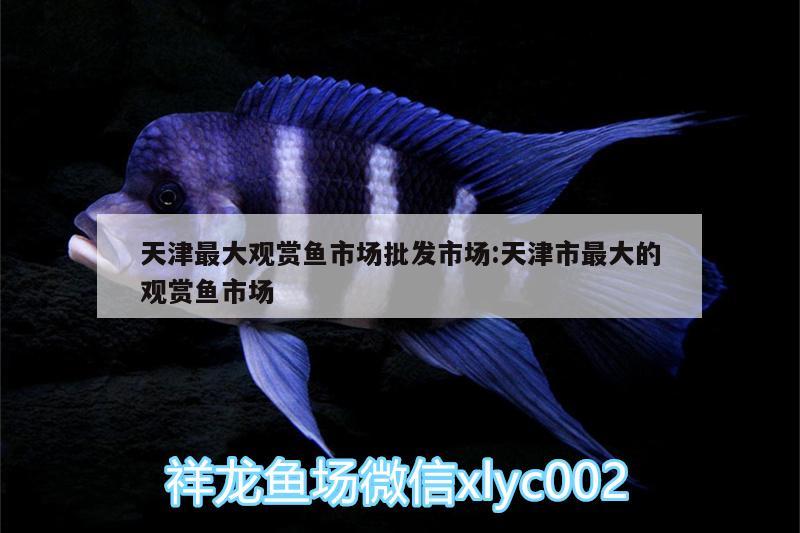 天津最大观赏鱼市场批发市场:天津市最大的观赏鱼市场 观赏鱼市场（混养鱼）