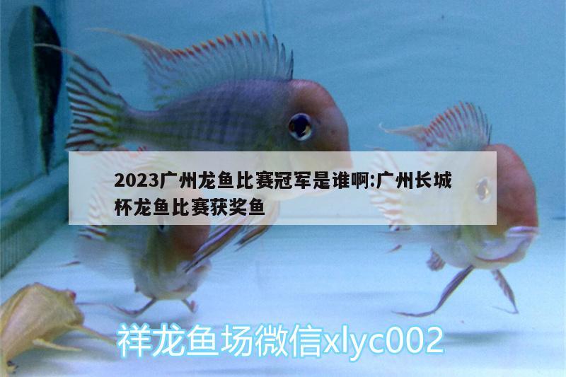 2023广州龙鱼比赛冠军是谁啊:广州长城杯龙鱼比赛获奖鱼 2024第28届中国国际宠物水族展览会CIPS（长城宠物展2024 CIPS）