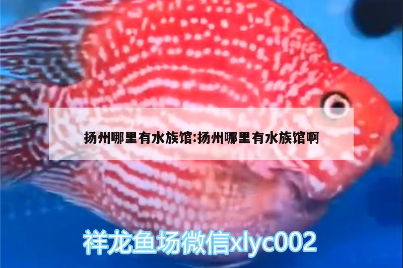 扬州哪里有水族馆:扬州哪里有水族馆啊