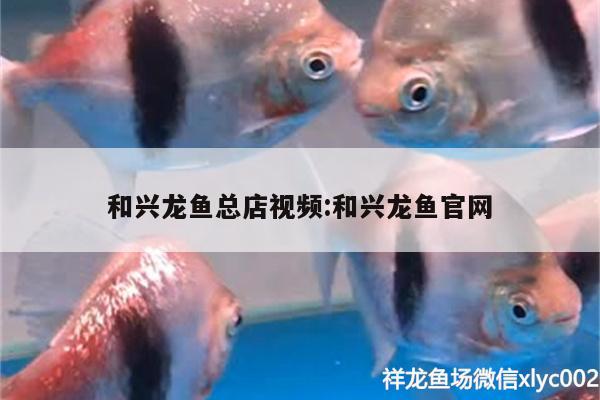 和兴龙鱼总店视频:和兴龙鱼官网 和兴红龙