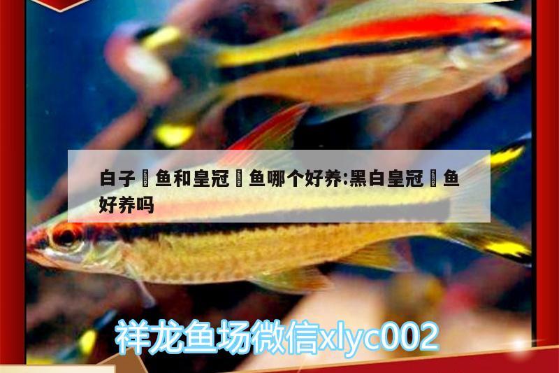 白子魟鱼和皇冠魟鱼哪个好养:黑白皇冠魟鱼好养吗 白子银龙鱼苗