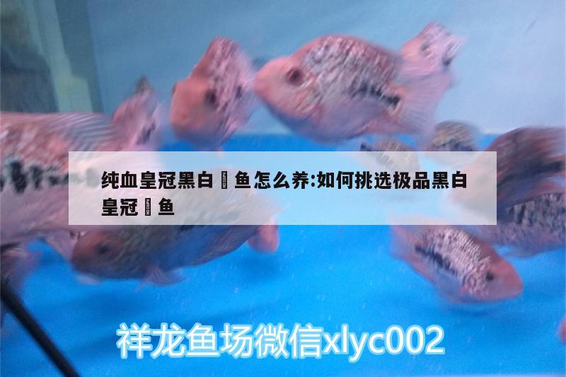 纯血皇冠黑白魟鱼怎么养:如何挑选极品黑白皇冠魟鱼 纯血皇冠黑白魟鱼