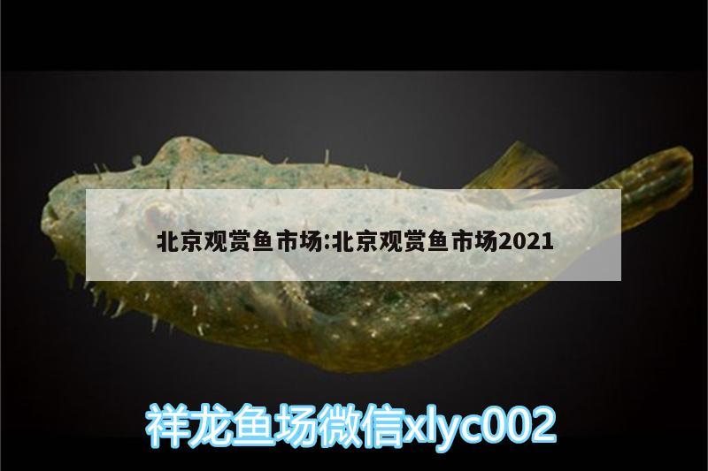 北京观赏鱼市场:北京观赏鱼市场2021 观赏鱼市场（混养鱼）