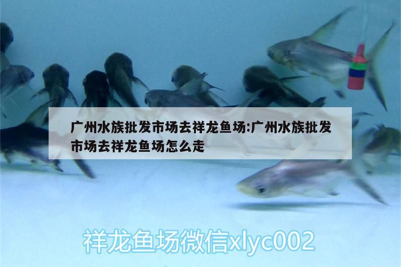 广州水族批发市场去祥龙鱼场:广州水族批发市场去祥龙鱼场怎么走 观赏鱼水族批发市场