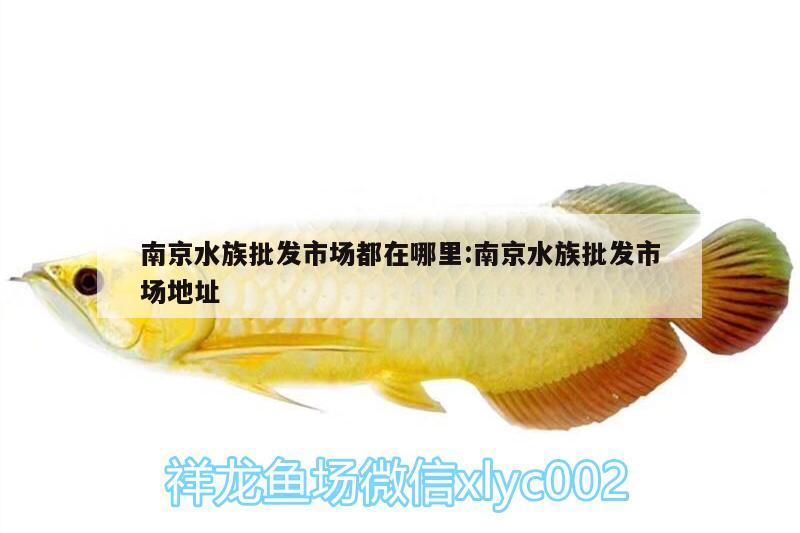 南京水族批发市场都在哪里:南京水族批发市场地址 观赏鱼水族批发市场 第2张