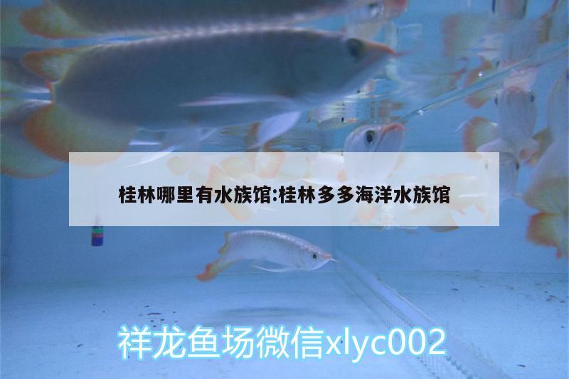 桂林哪里有水族馆:桂林多多海洋水族馆