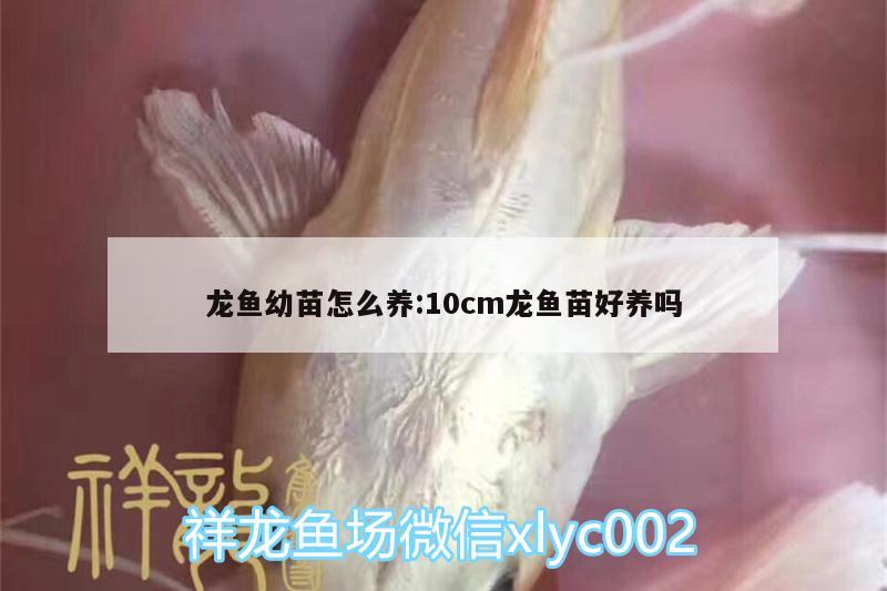 龙鱼幼苗怎么养:10cm龙鱼苗好养吗