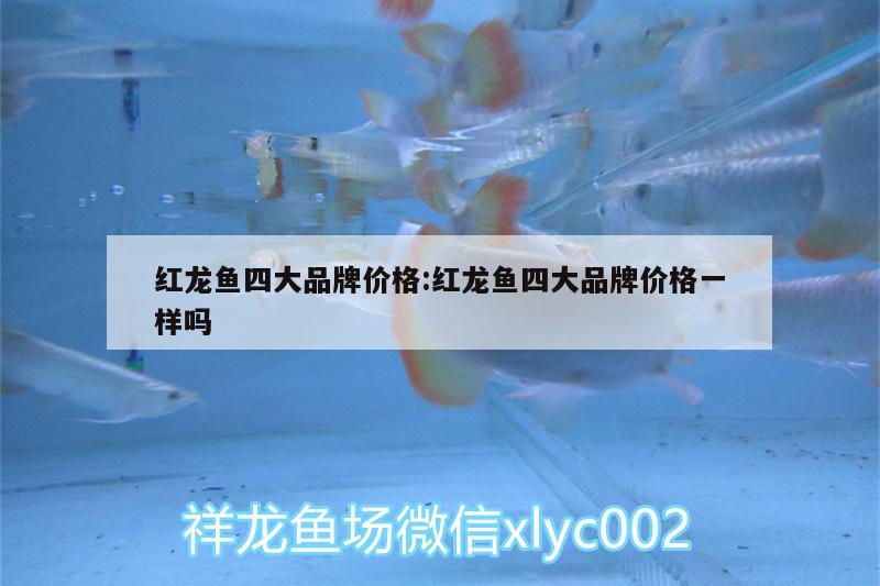 红龙鱼四大品牌价格:红龙鱼四大品牌价格一样吗