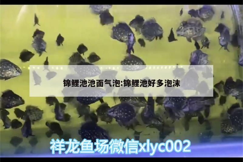 锦鲤池池面气泡:锦鲤池好多泡沫 红龙专用鱼粮饲料