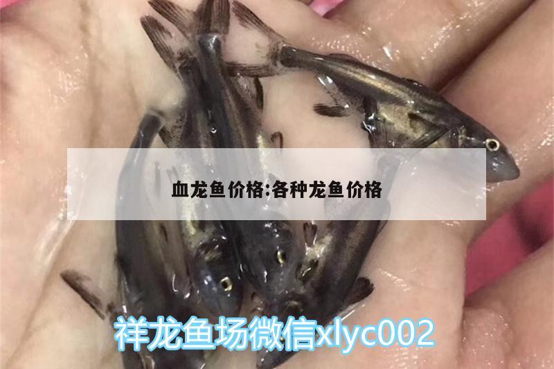 血龙鱼价格:各种龙鱼价格