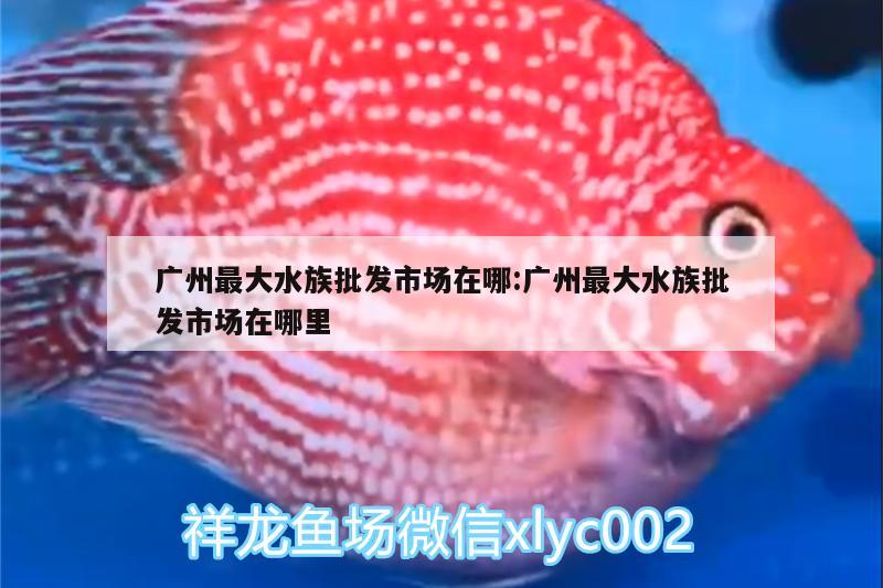 广州最大水族批发市场在哪:广州最大水族批发市场在哪里