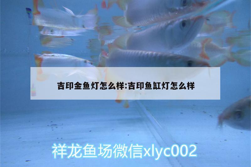 吉印金鱼灯怎么样:吉印鱼缸灯怎么样 吉印水族