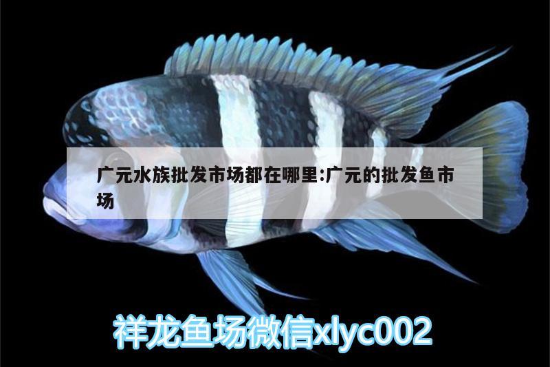 广元水族批发市场都在哪里:广元的批发鱼市场 观赏鱼水族批发市场