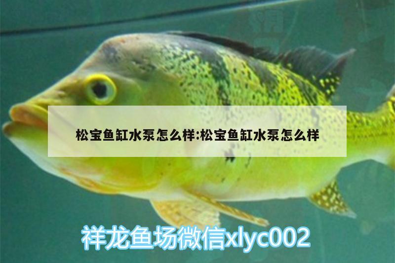 松宝鱼缸水泵怎么样:松宝鱼缸水泵怎么样