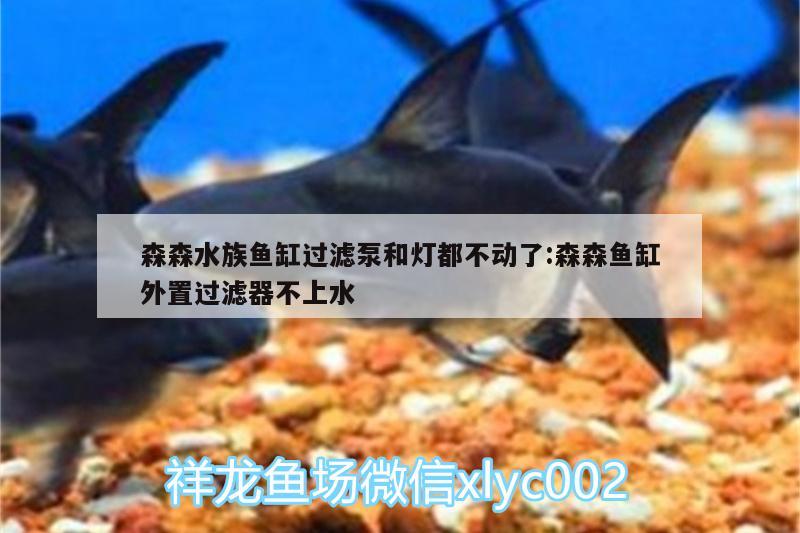 森森水族鱼缸过滤泵和灯都不动了:森森鱼缸外置过滤器不上水