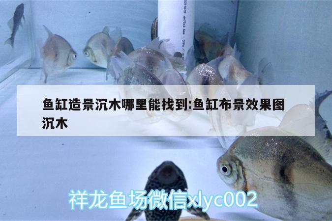 鱼缸造景沉木哪里能找到:鱼缸布景效果图沉木 观赏鱼水族批发市场