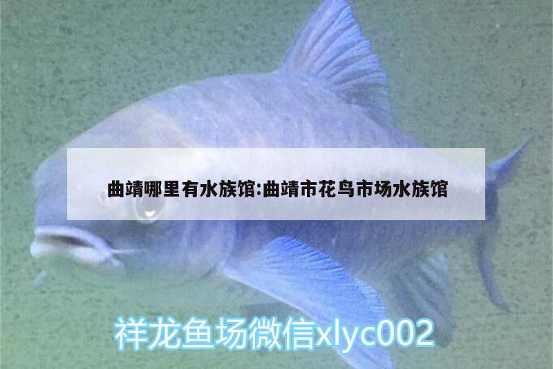 曲靖哪里有水族馆:曲靖市花鸟市场水族馆 福魟魟鱼