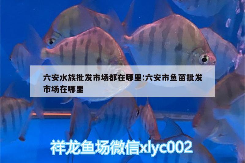 六安水族批发市场都在哪里:六安市鱼苗批发市场在哪里 观赏鱼水族批发市场