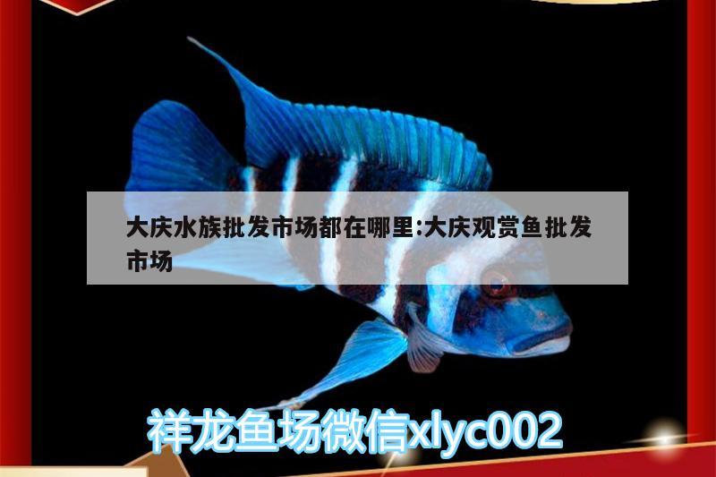 大庆水族批发市场都在哪里:大庆观赏鱼批发市场