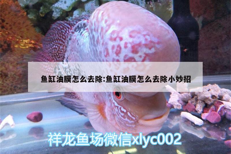 鱼缸油膜怎么去除:鱼缸油膜怎么去除小妙招