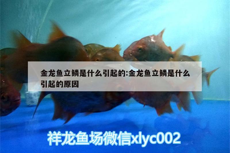 金龙鱼立鳞是什么引起的:金龙鱼立鳞是什么引起的原因