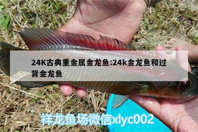 24K古典重金属金龙鱼:24k金龙鱼和过背金龙鱼 过背金龙鱼