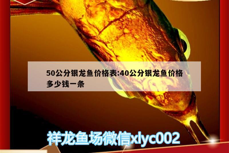 50公分银龙鱼价格表:40公分银龙鱼价格多少钱一条