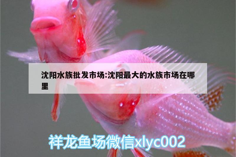 沈阳水族批发市场:沈阳最大的水族市场在哪里