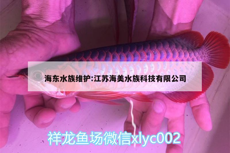 海东水族维护:江苏海美水族科技有限公司 黑金魟鱼