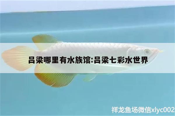 吕梁哪里有水族馆:吕梁七彩水世界 白子红龙鱼