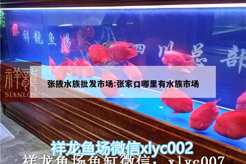 张掖水族批发市场:张家口哪里有水族市场 观赏鱼水族批发市场