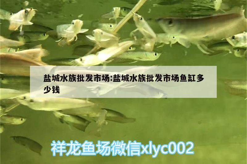 盐城水族批发市场:盐城水族批发市场鱼缸多少钱 观赏鱼水族批发市场