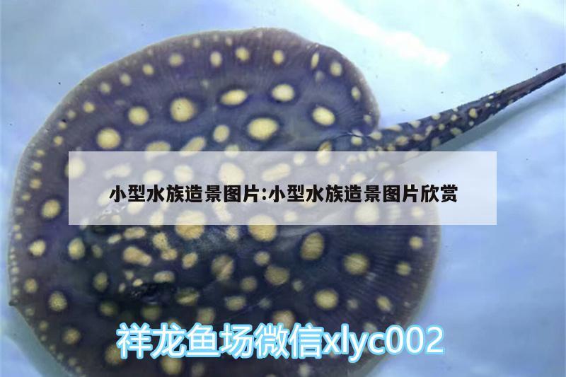 小型水族造景图片:小型水族造景图片欣赏