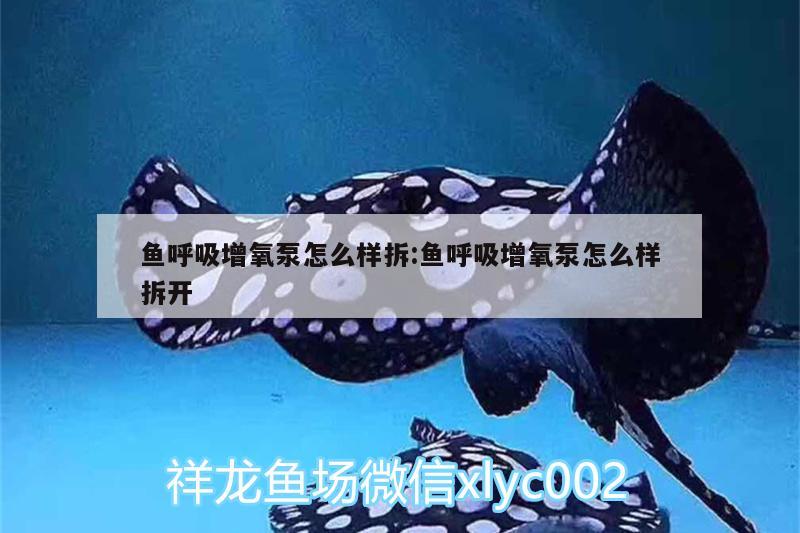 鱼呼吸增氧泵怎么样拆:鱼呼吸增氧泵怎么样拆开