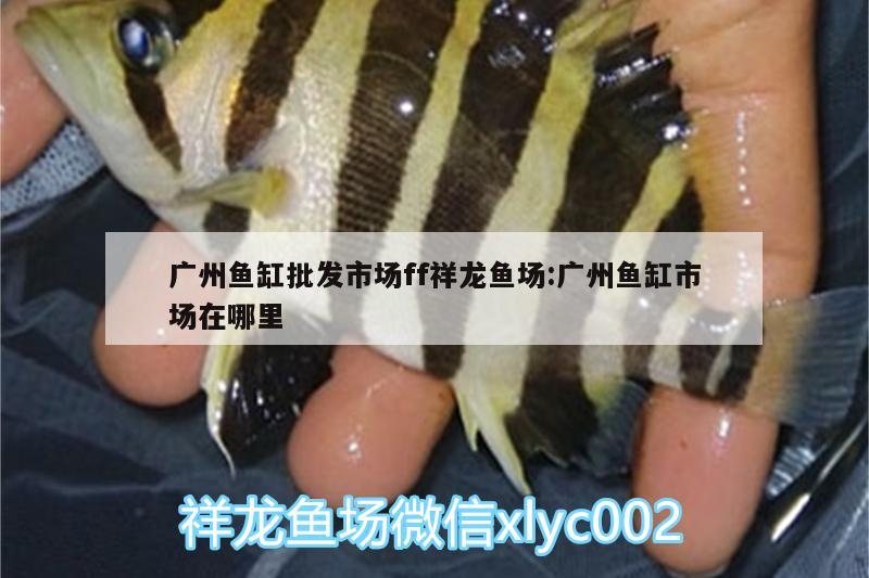 广州鱼缸批发市场ff祥龙鱼场:广州鱼缸市场在哪里