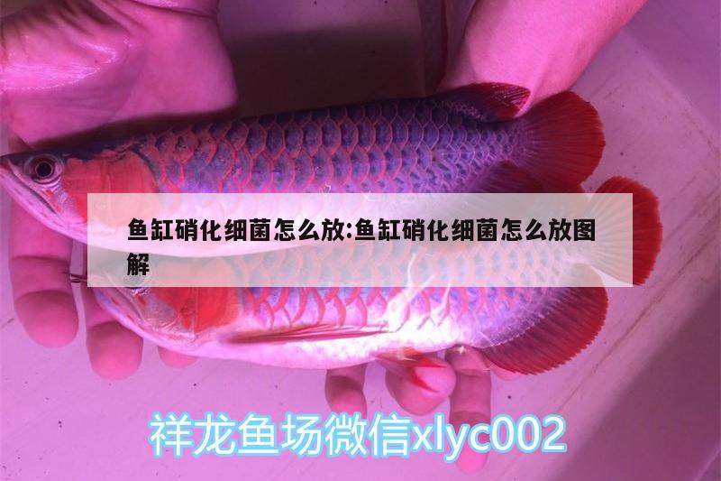 鱼缸硝化细菌怎么放:鱼缸硝化细菌怎么放图解