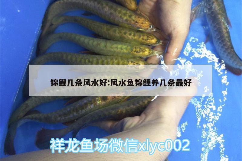 锦鲤几条风水好:风水鱼锦鲤养几条最好