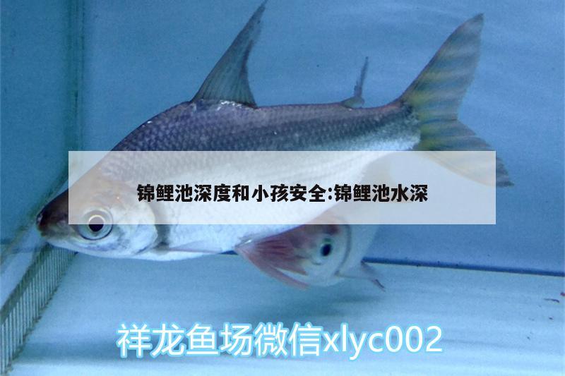 锦鲤池深度和小孩安全:锦鲤池水深