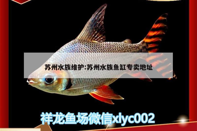 苏州水族维护:苏州水族鱼缸专卖地址