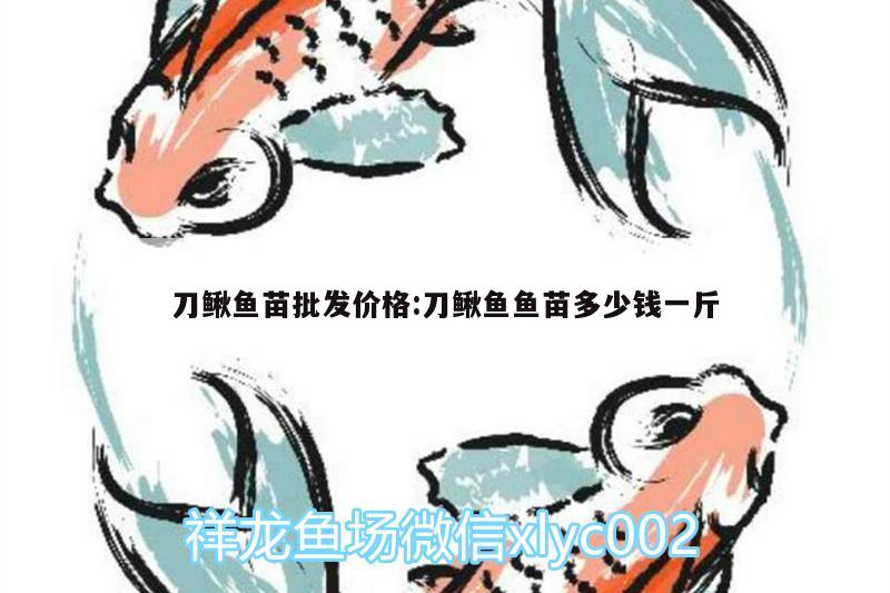 刀鳅鱼苗批发价格:刀鳅鱼鱼苗多少钱一斤 和尚鱼