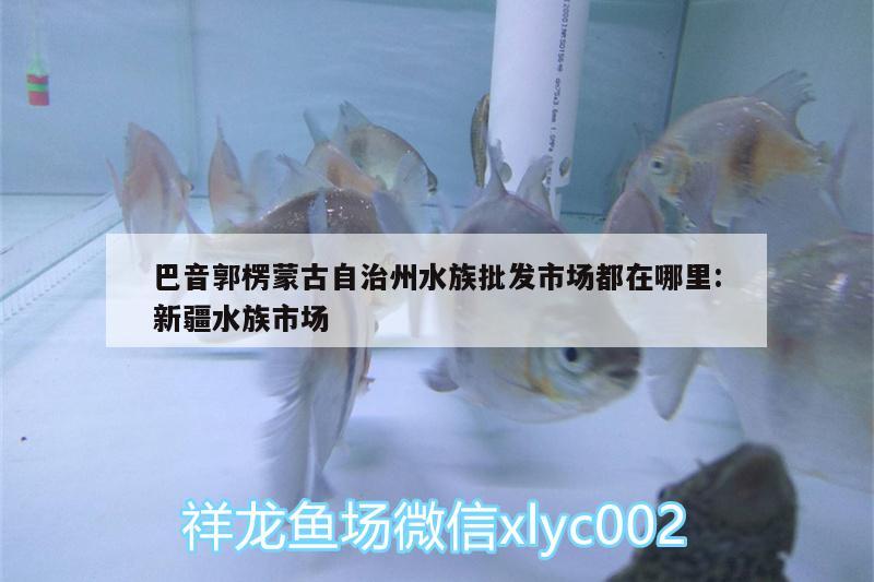 巴音郭楞蒙古自治州水族批发市场都在哪里:新疆水族市场 观赏鱼水族批发市场