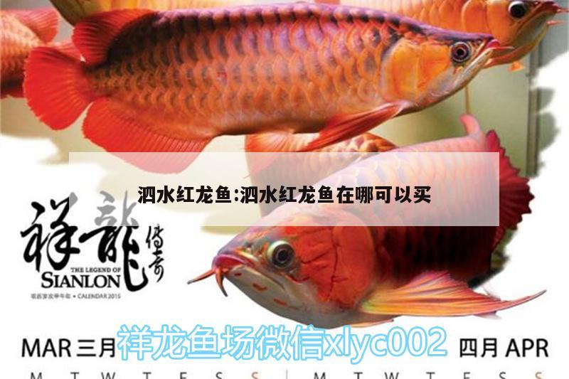 泗水红龙鱼:泗水红龙鱼在哪可以买