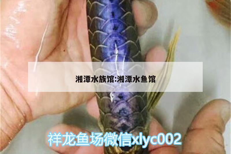 湘潭水族馆:湘潭水鱼馆