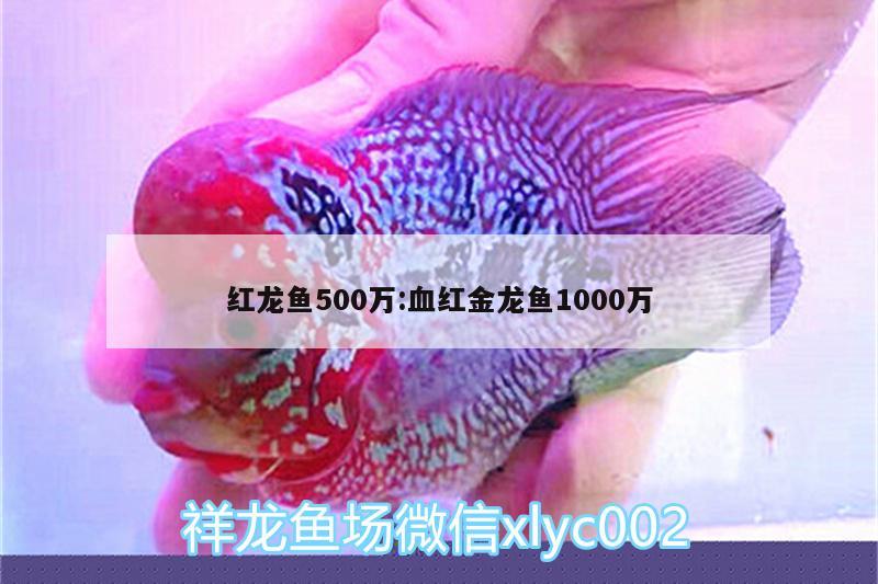 红龙鱼500万:血红金龙鱼1000万 定时器/自控系统