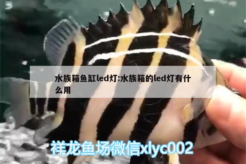 水族箱鱼缸led灯:水族箱的led灯有什么用 鱼缸/水族箱