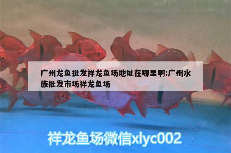 广州龙鱼批发祥龙鱼场地址在哪里啊:广州水族批发市场祥龙鱼场